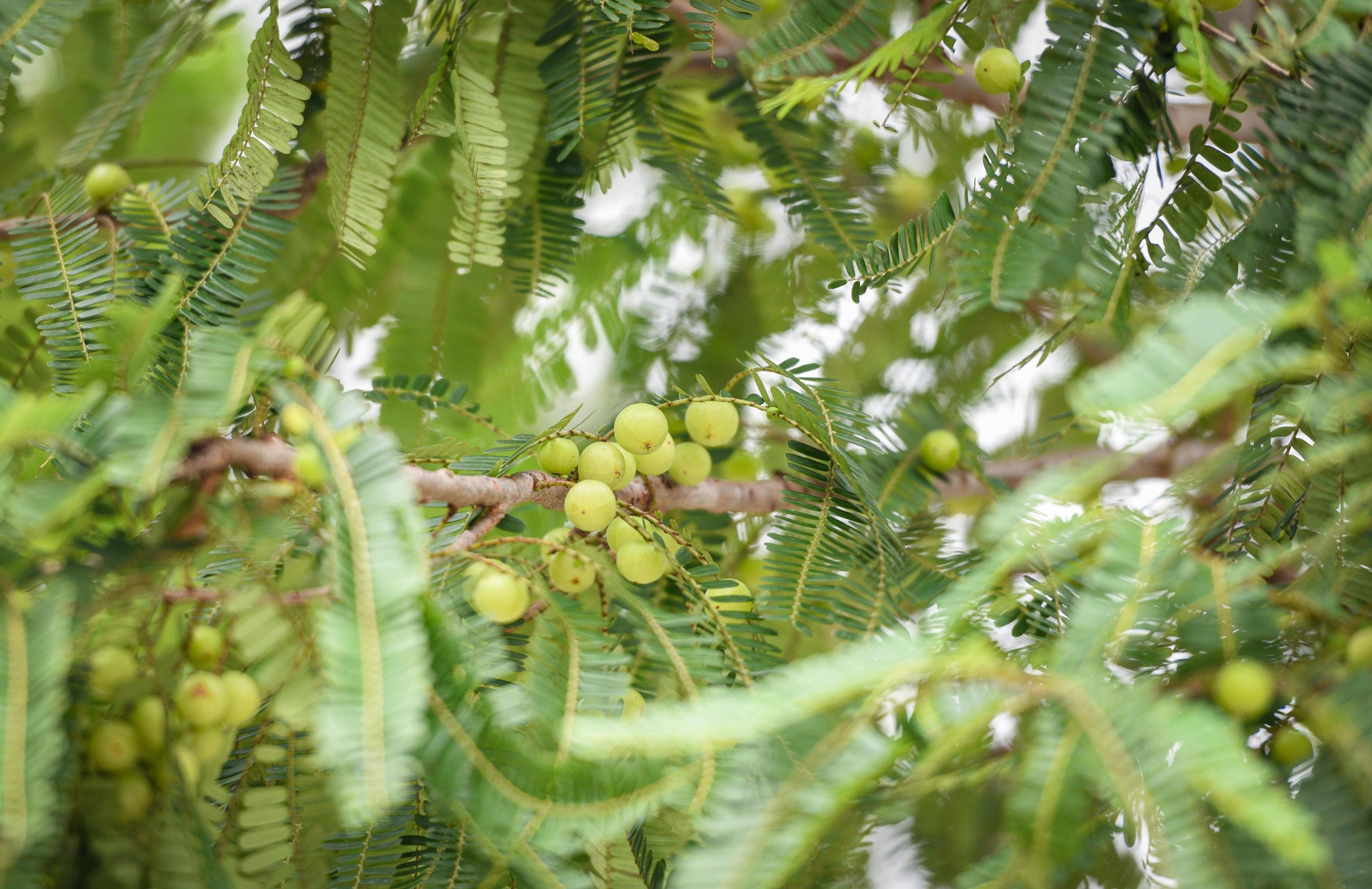 આમળા