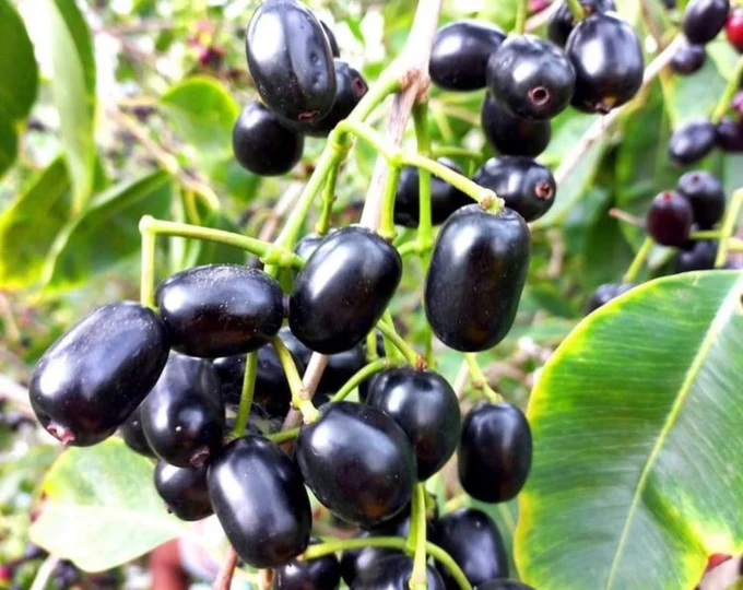 રાવણા