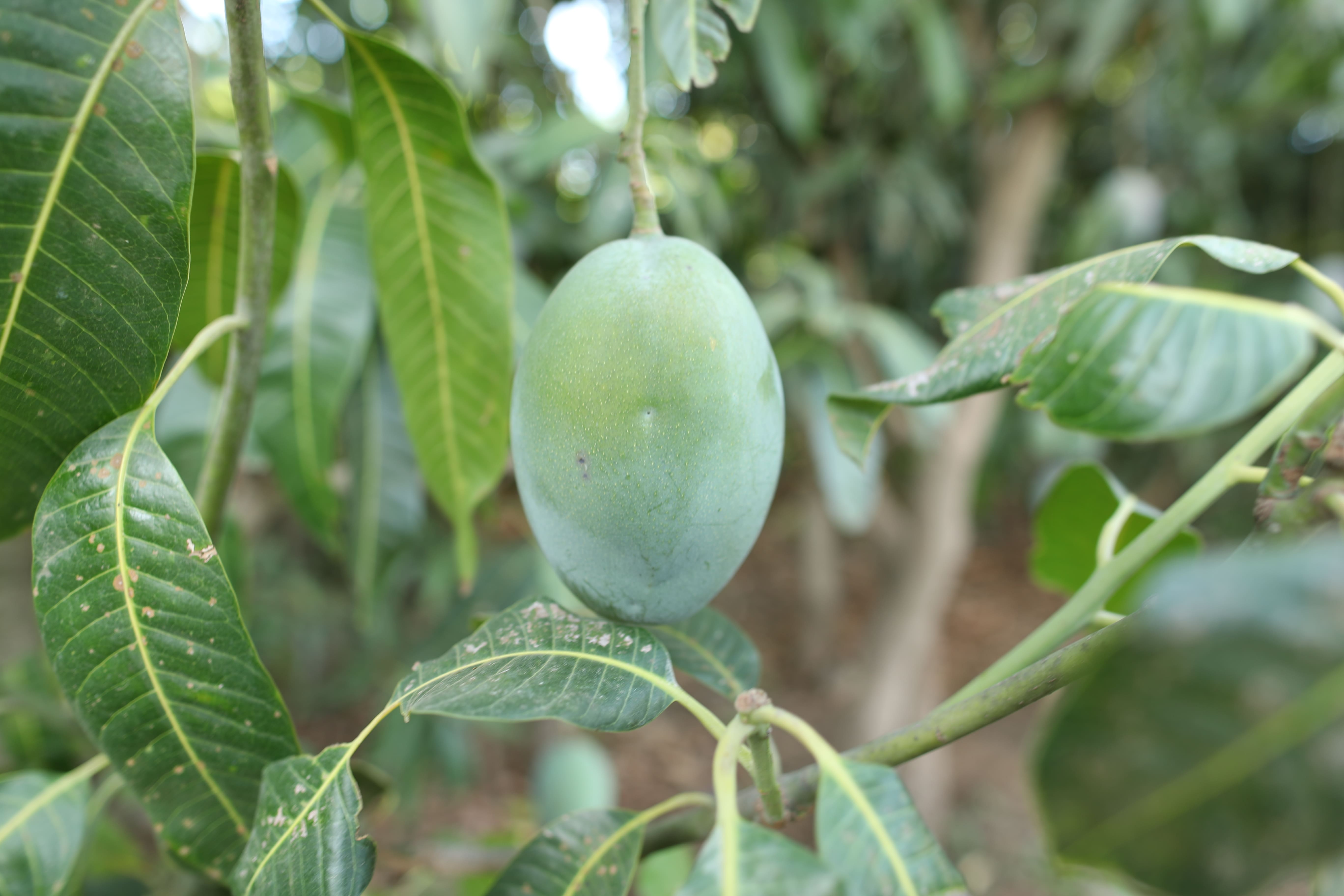 કૈટ કેરી