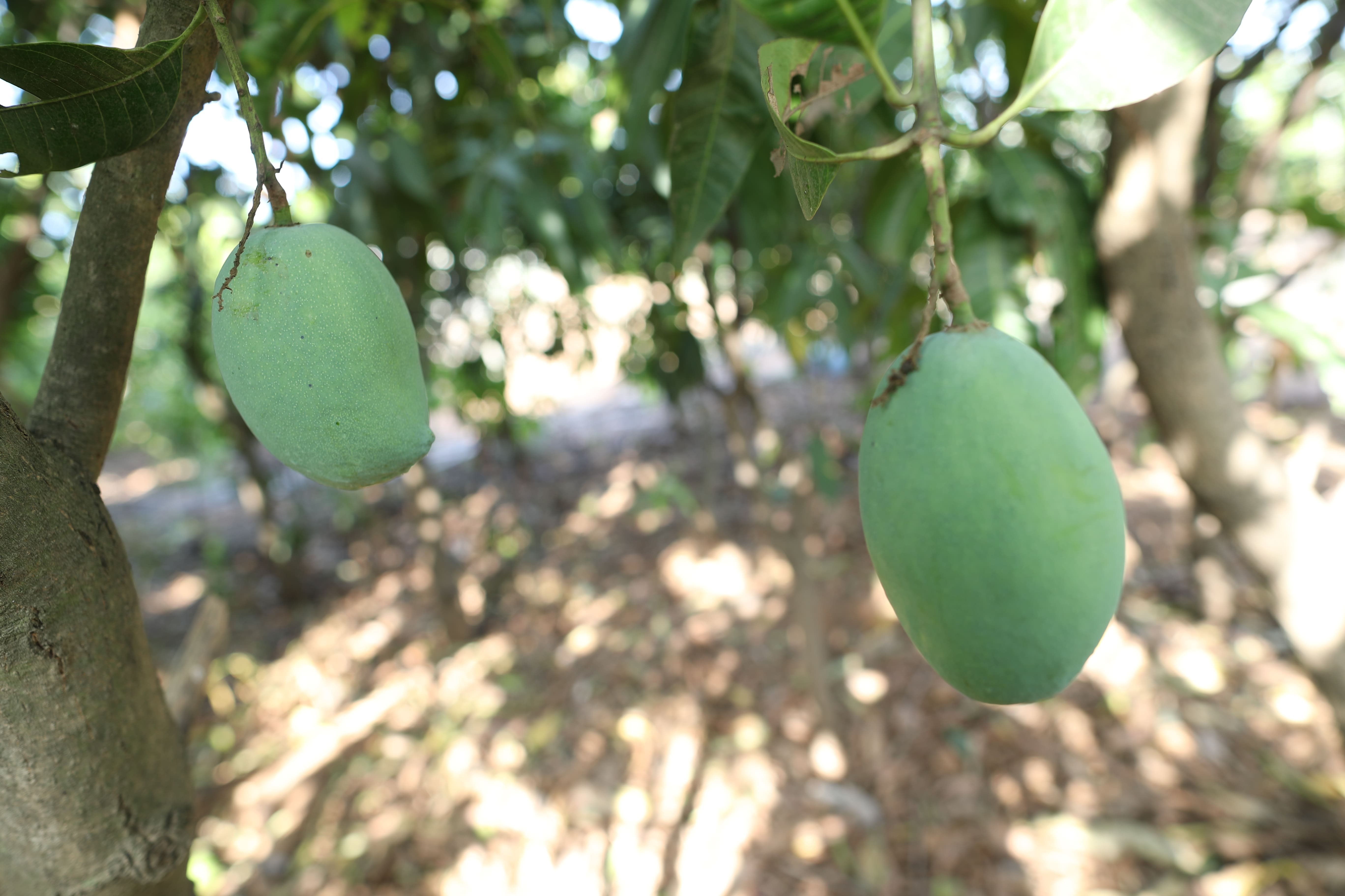 Rajapuri Mango