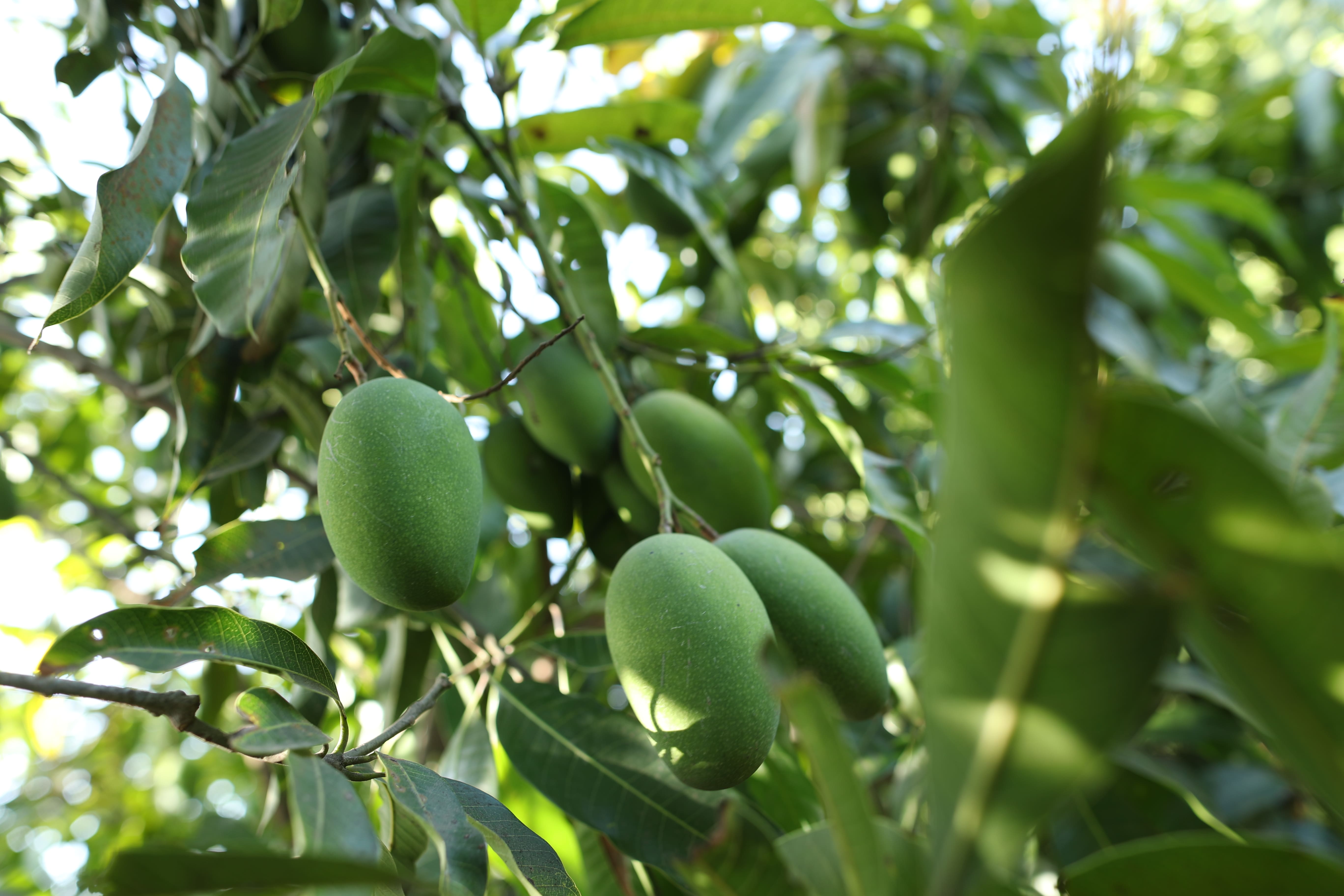 Ratna Mango