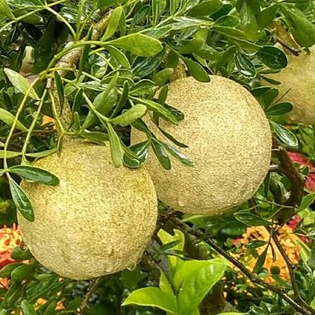 Sweet Wood Apple