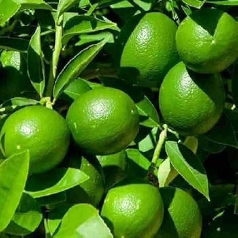લીંબુ કાગદી કલમ