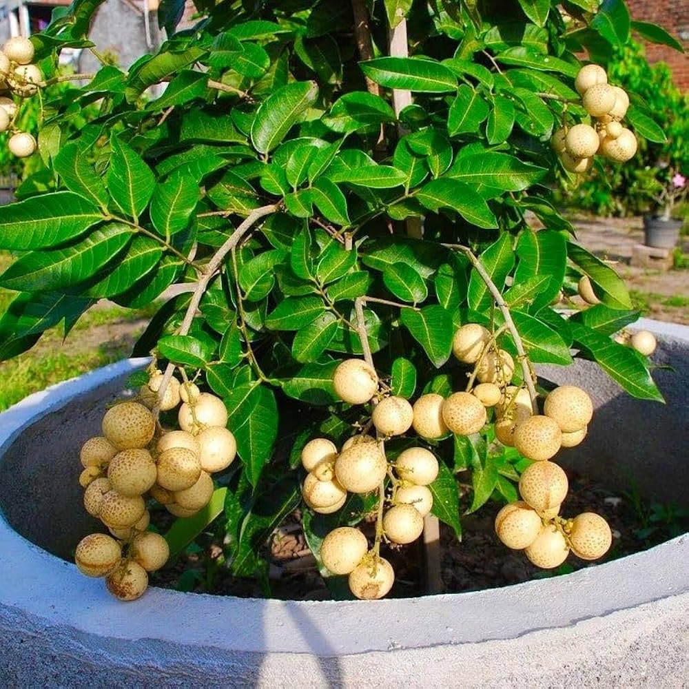 લોગાન થાઈ