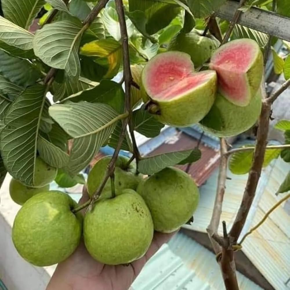 જામફળ રેડ ડાયમંડ