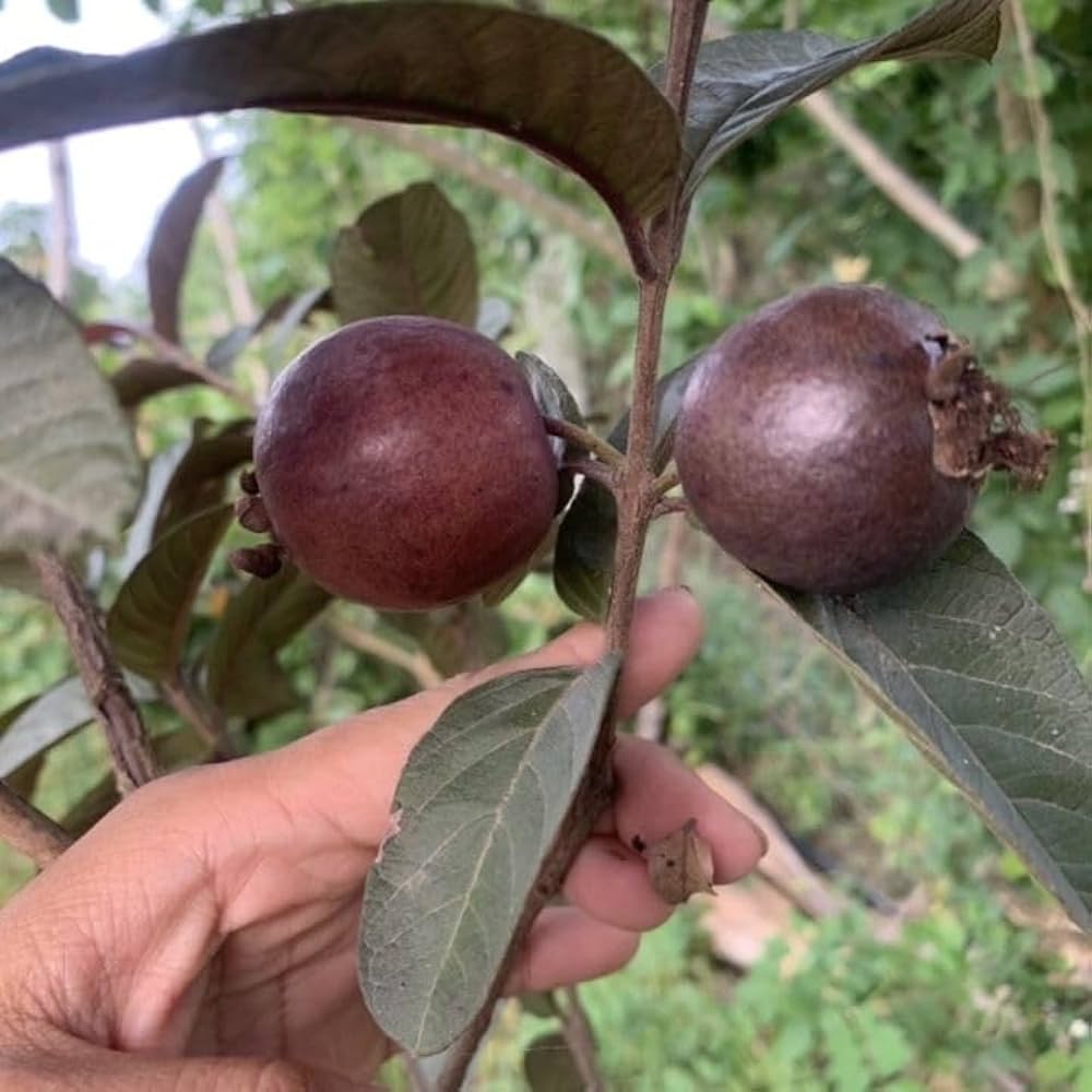 જામફળ બ્લેક ડાયમંડ