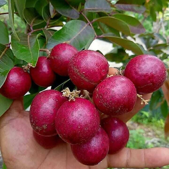 લોગાન રૂબી