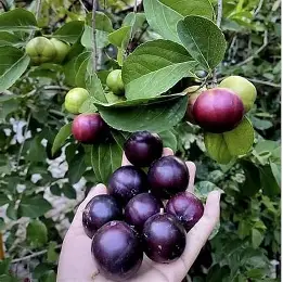 મનીલા ચેરી
