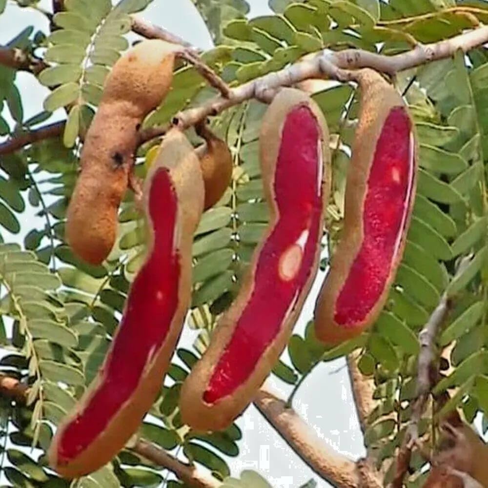 આંબલી રેડ