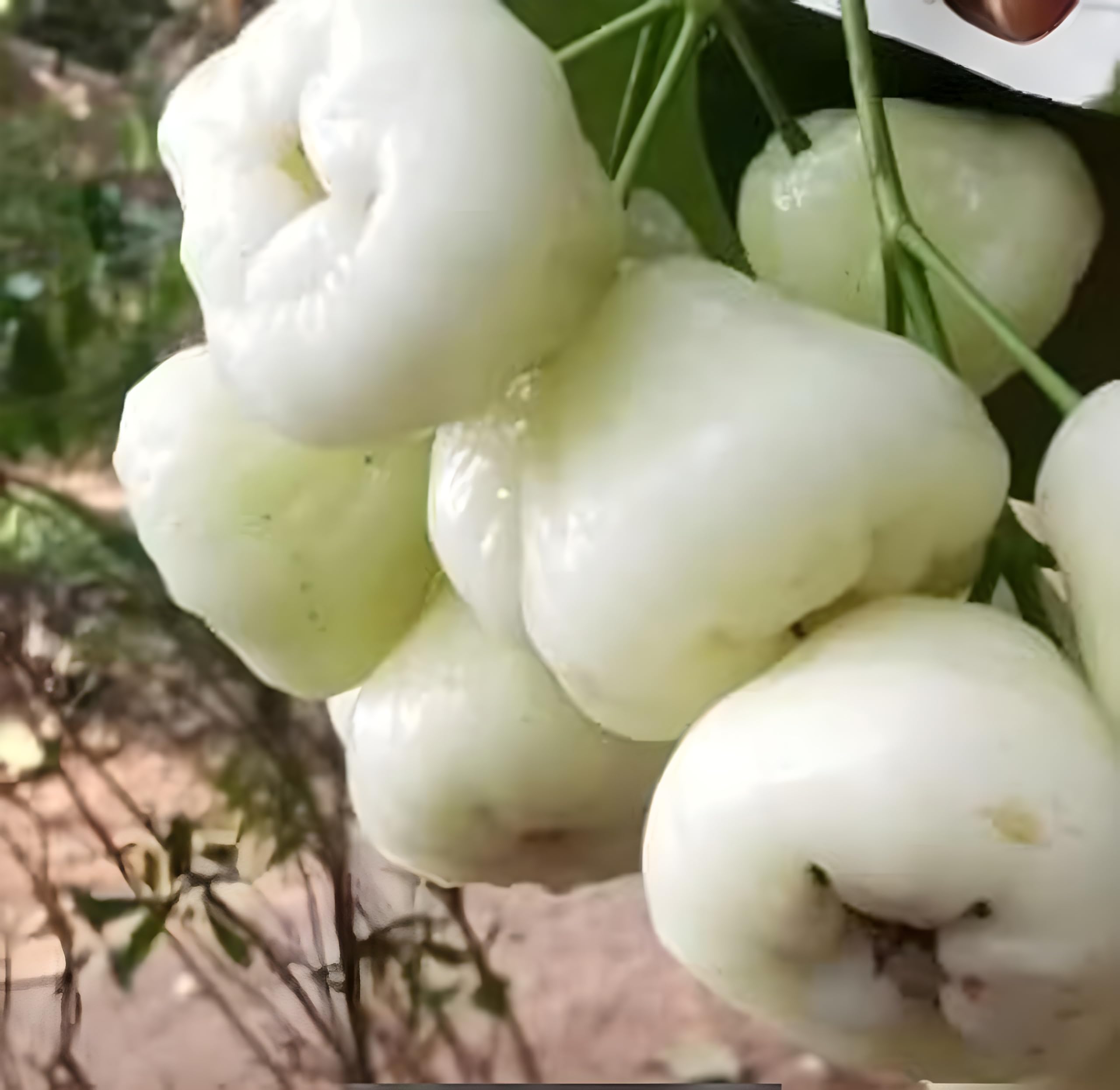 જાંબુ સફેદ થાઈ
