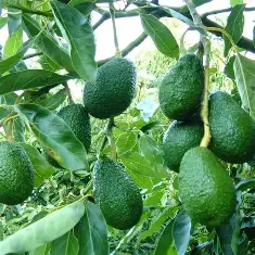 આવાકાડુ ગ્રાફ્ટેડ