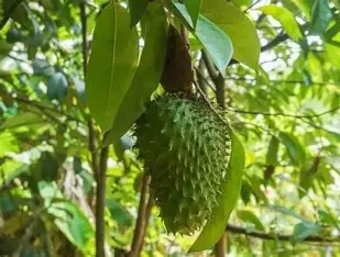 હનુમાન ફળ કલમ