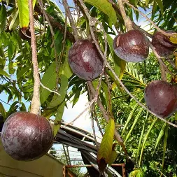 રામફળ કલમ