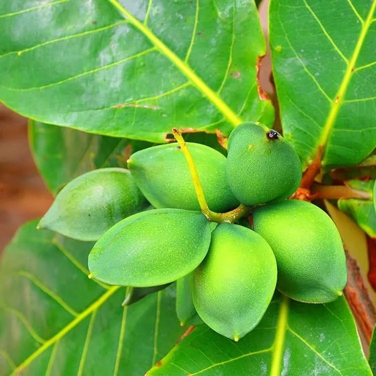 બદામ દેશી